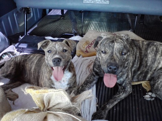 el de la izquierda es un stafford shire bull terrier y la de la derecha es una stafford americana

